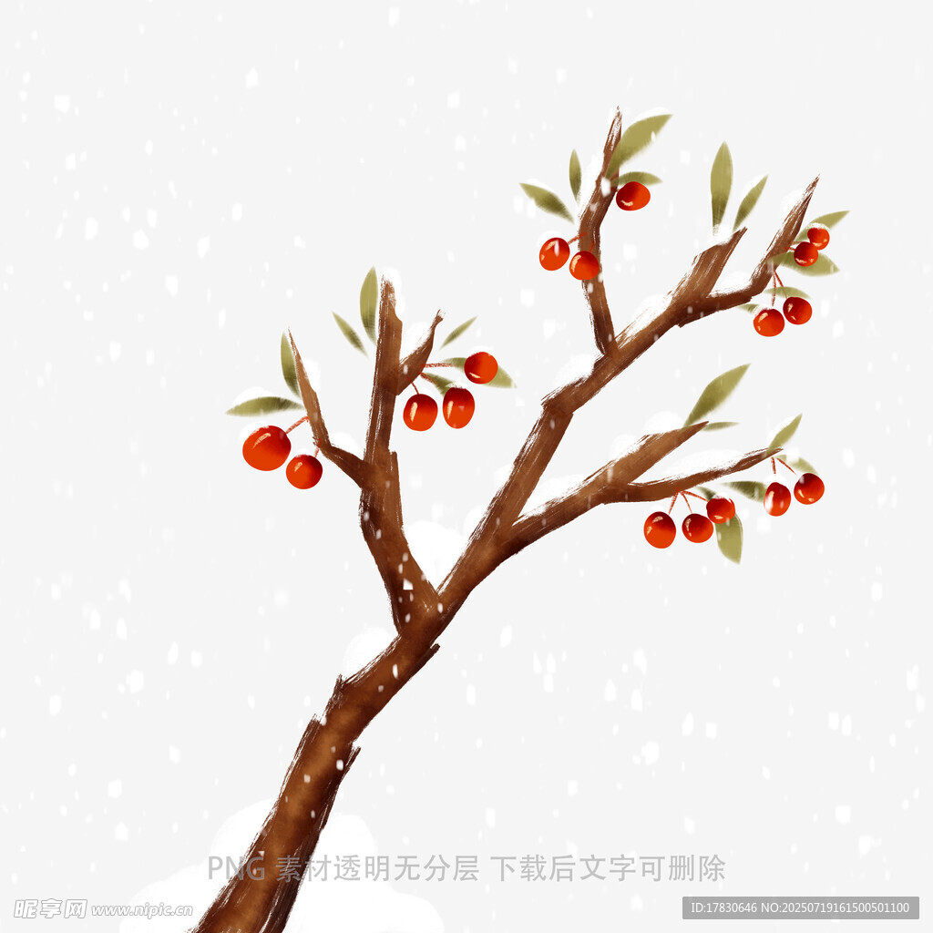 雪中红果树枝插画