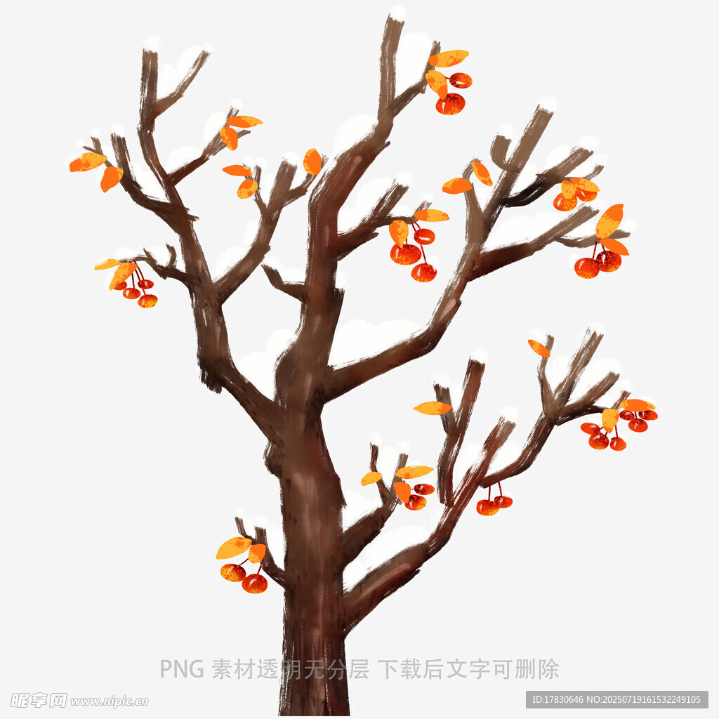 秋日柿子树插画