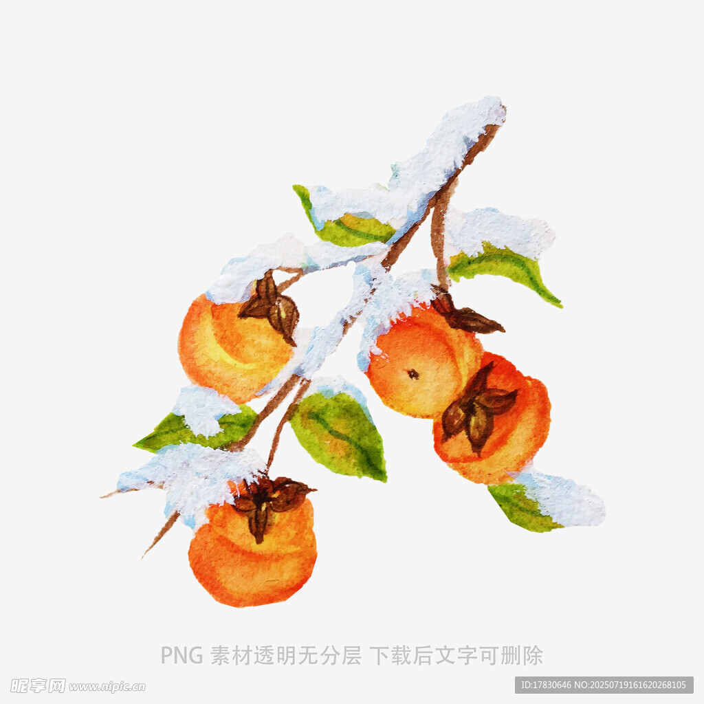 雪覆枝头的柿子水彩画
