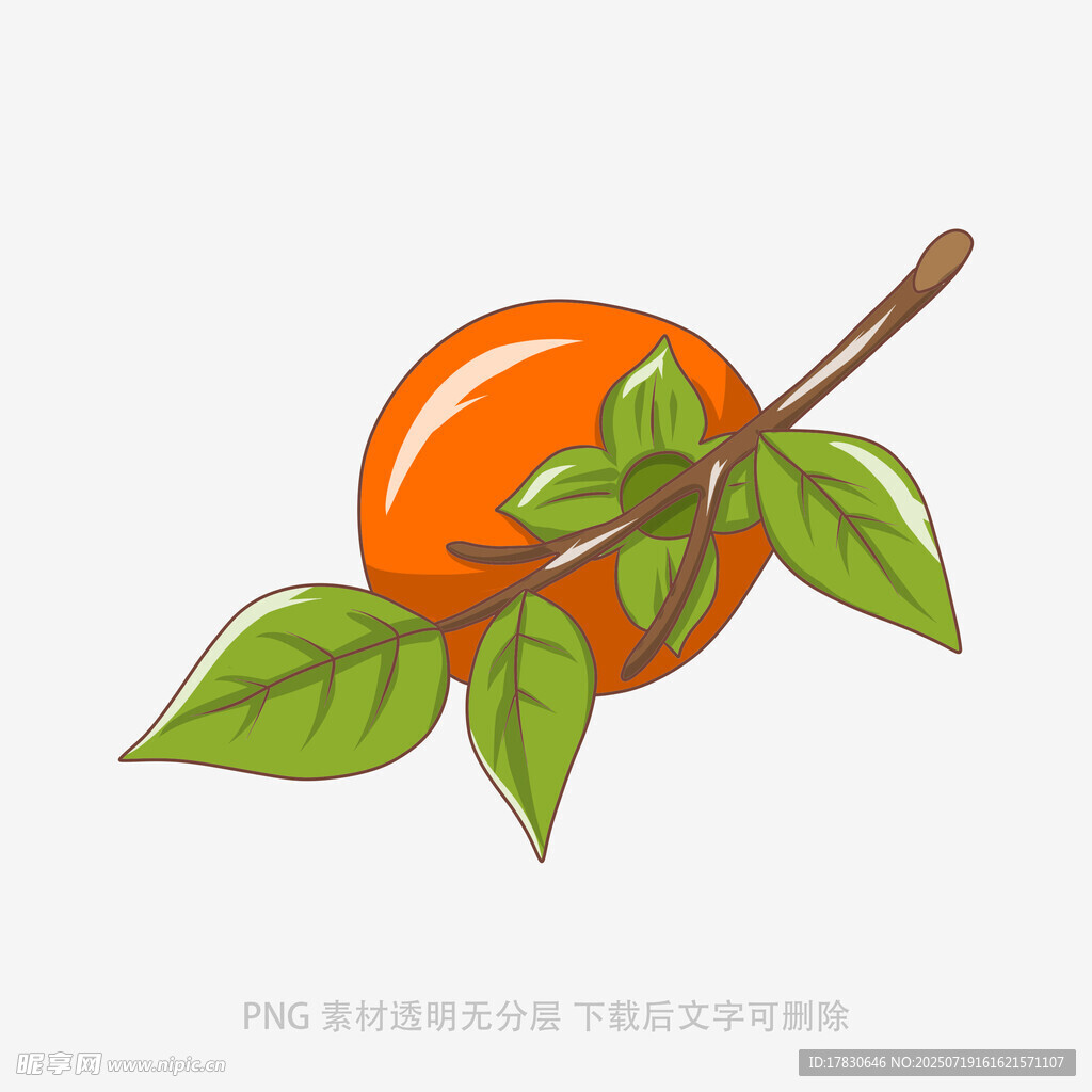枝头鲜橙