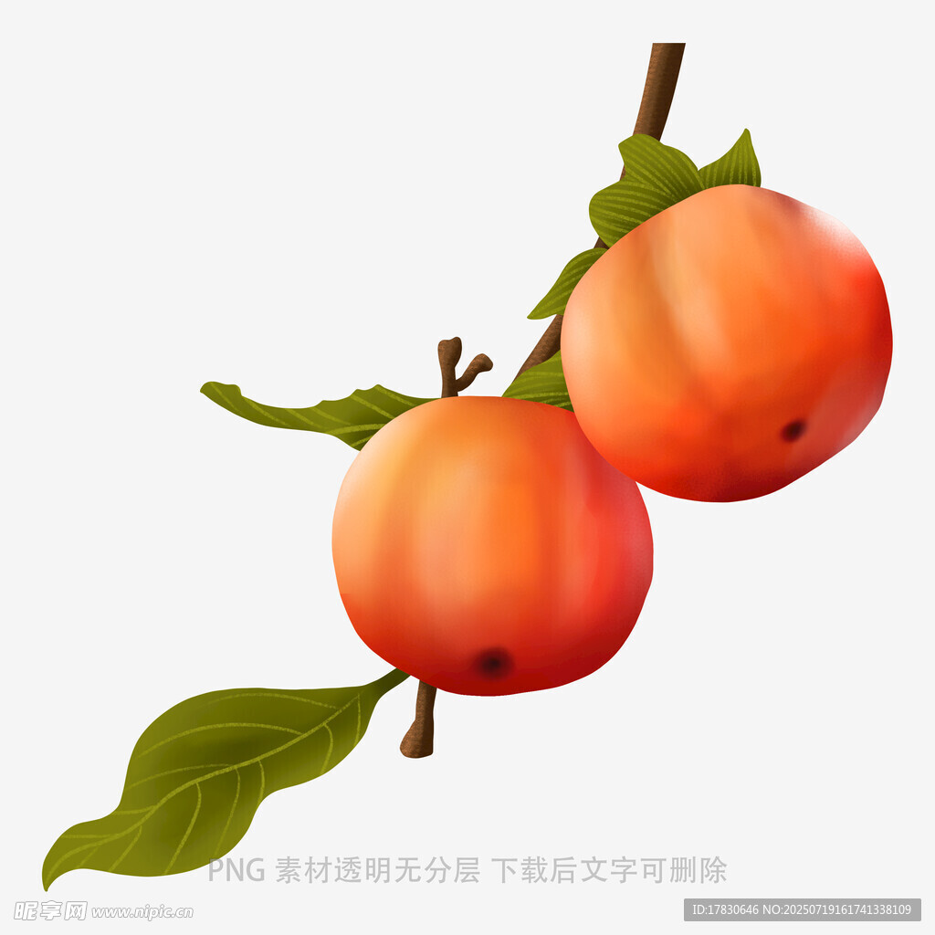 枝头双柿图