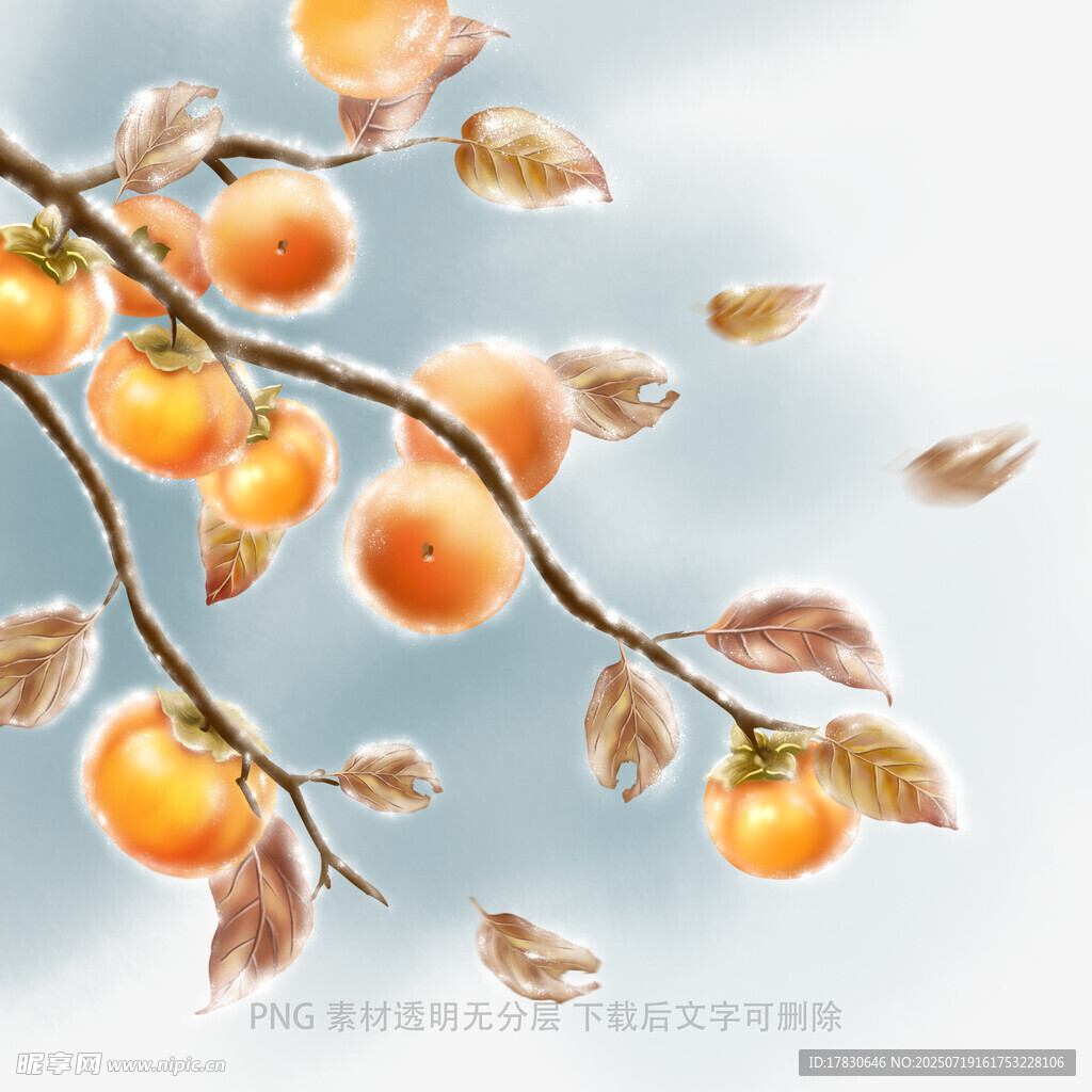 枝头硕果累累的秋日景象
