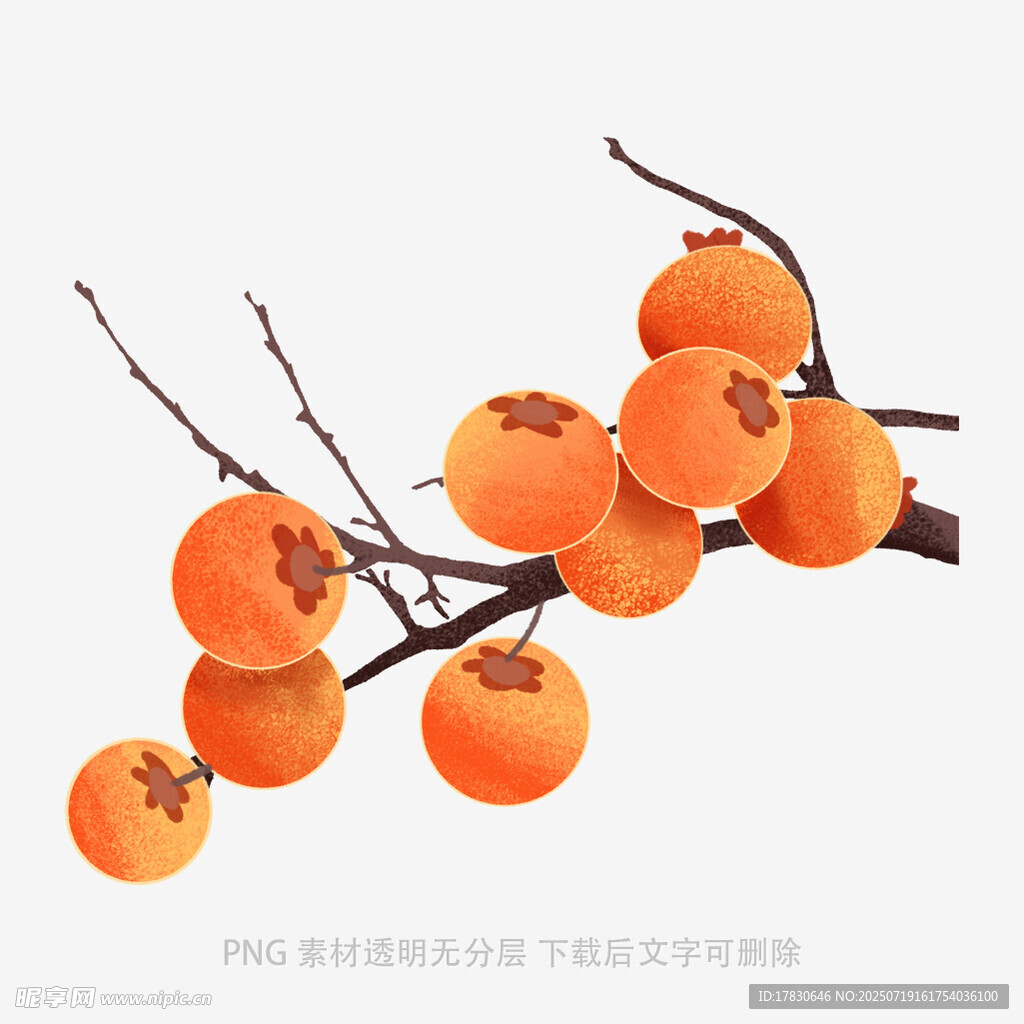 枝头橙柿