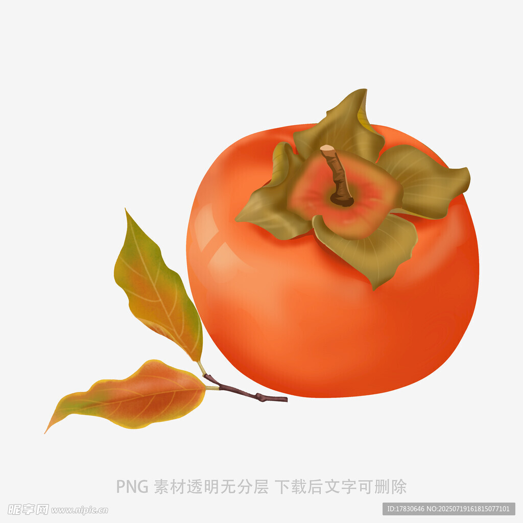 手绘柿子插画