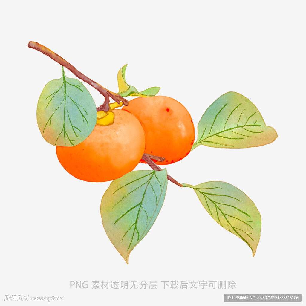 枝头双柿图