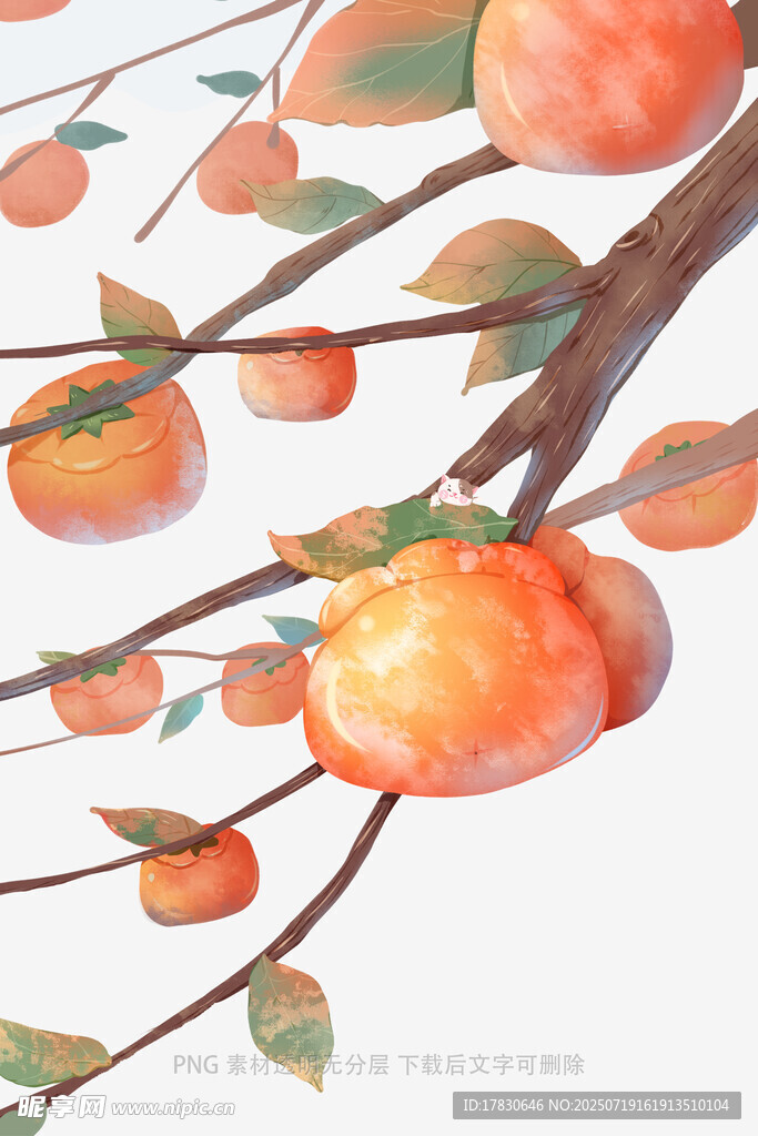 枝头硕果累累的柿子插画