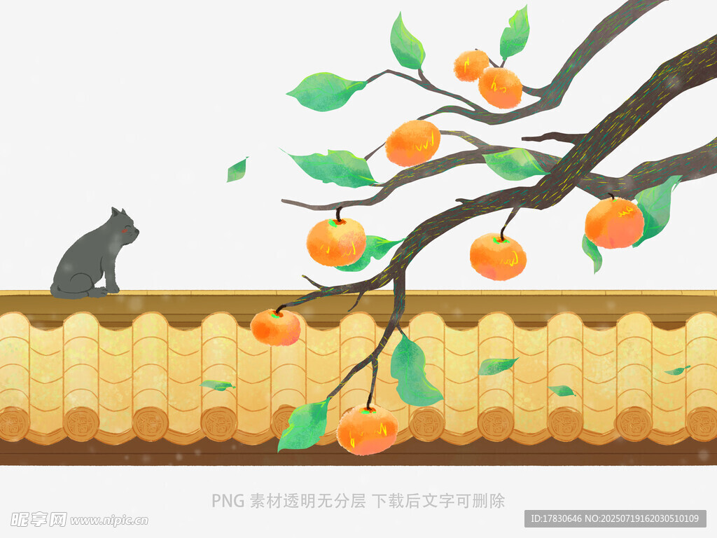 墙头猫咪赏枝头柿子