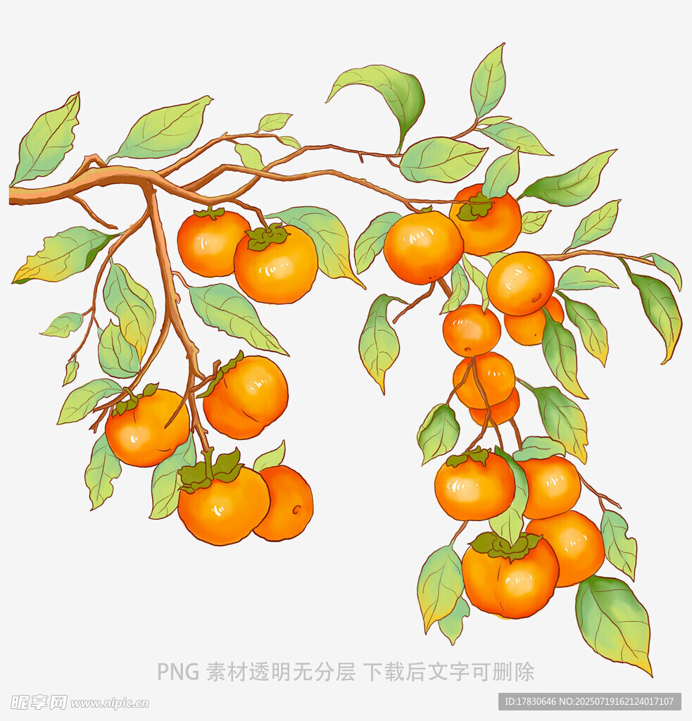 枝头金桔硕果累累