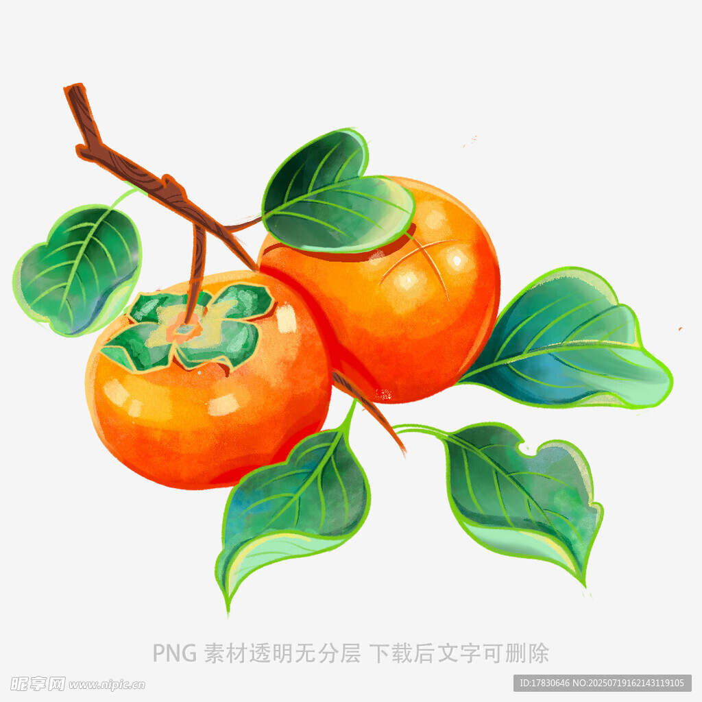 枝头双柿图