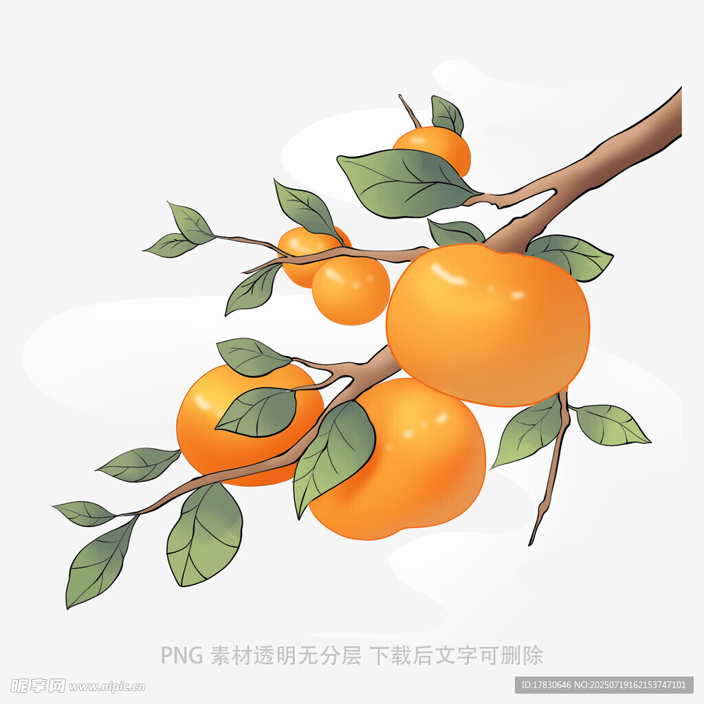 枝头硕果累累的金黄柿子