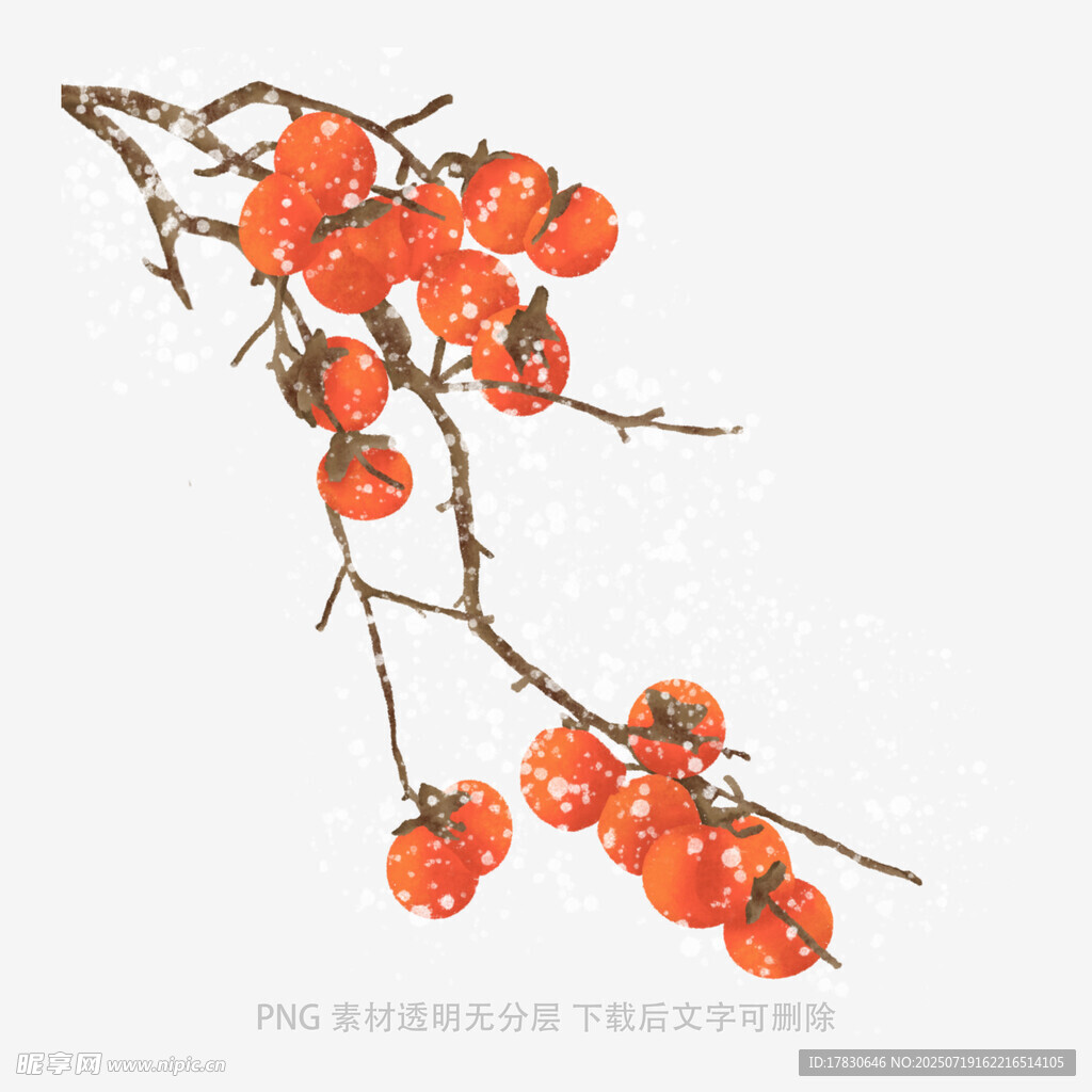 枝头红柿图
