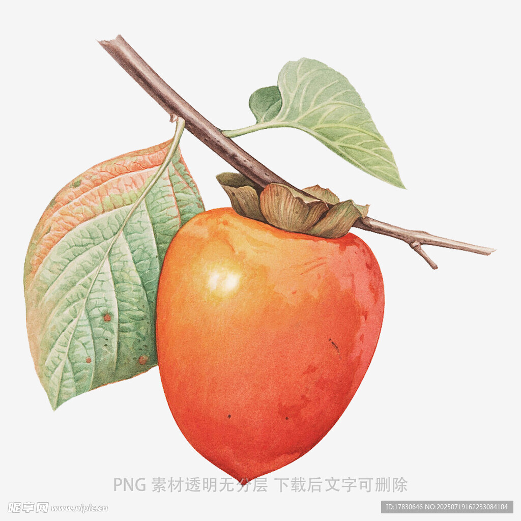 枝头红柿插画