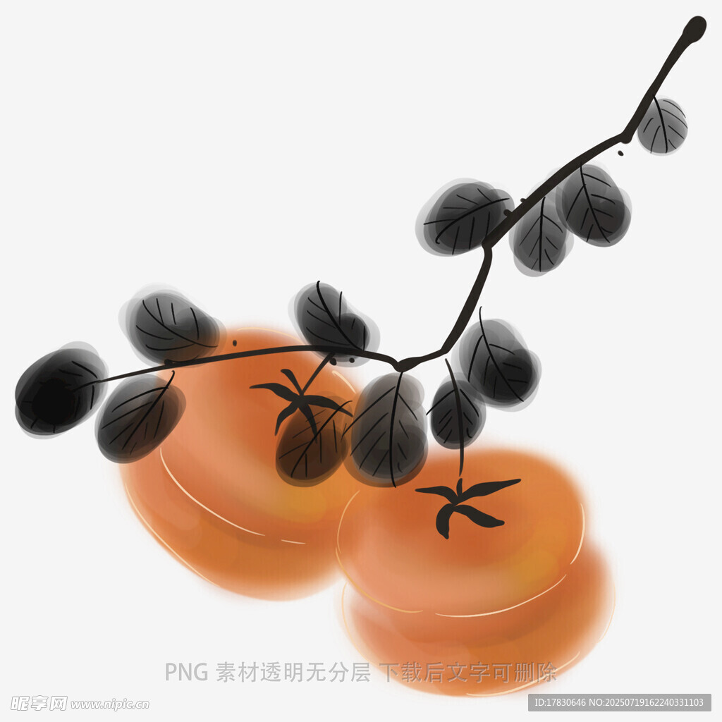 水墨风柿子与枝桠插画