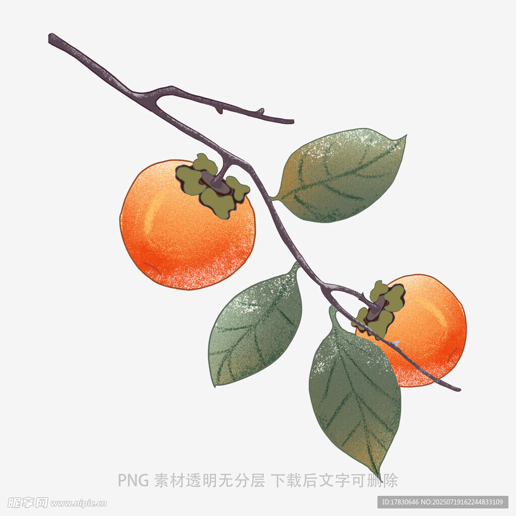 枝头双柿图