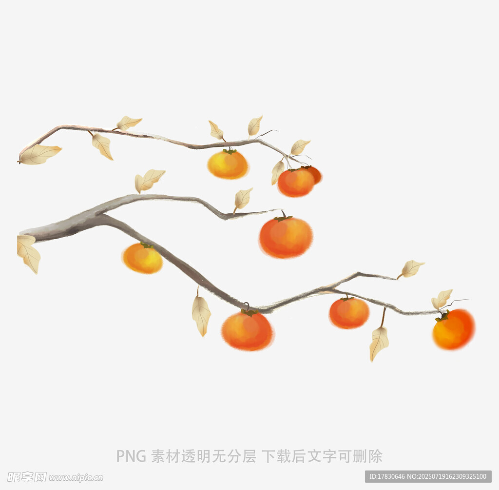 水墨风枝头柿子插画