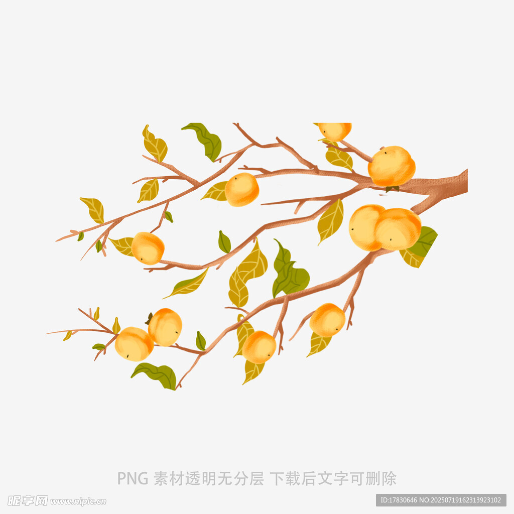 枝头绽放的黄色花朵