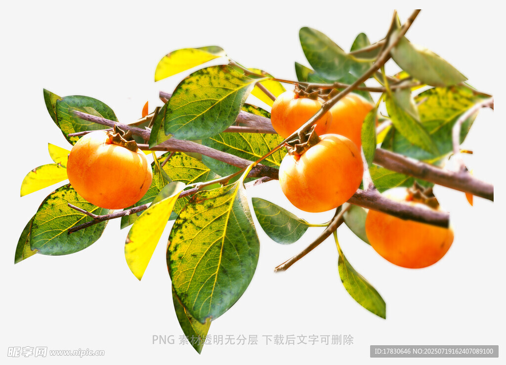 枝头硕果累累的橙色柿子