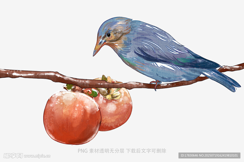 蓝鸟栖枝赏红果