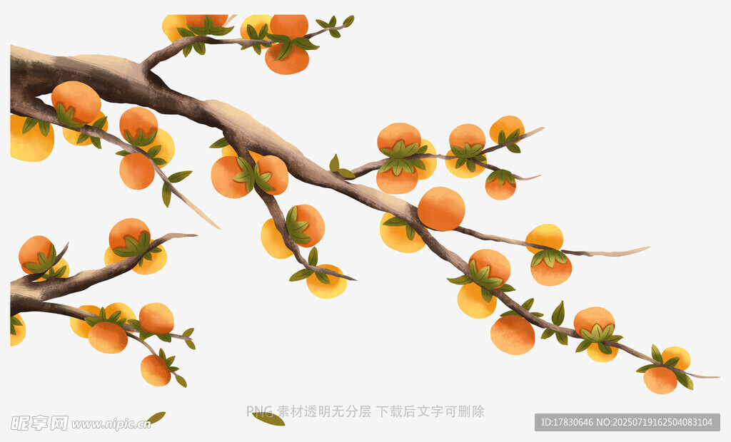 枝头橙花绽放