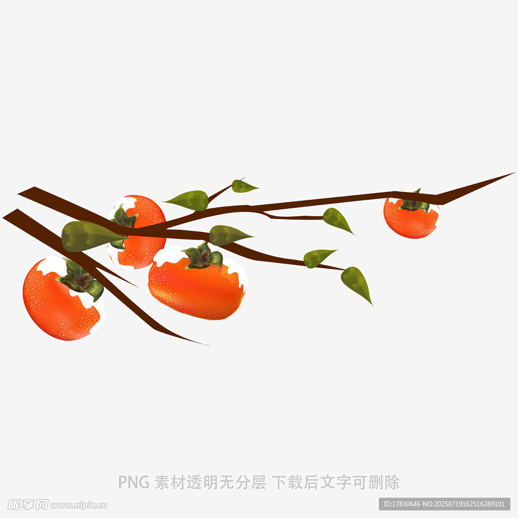 枝头柿子图