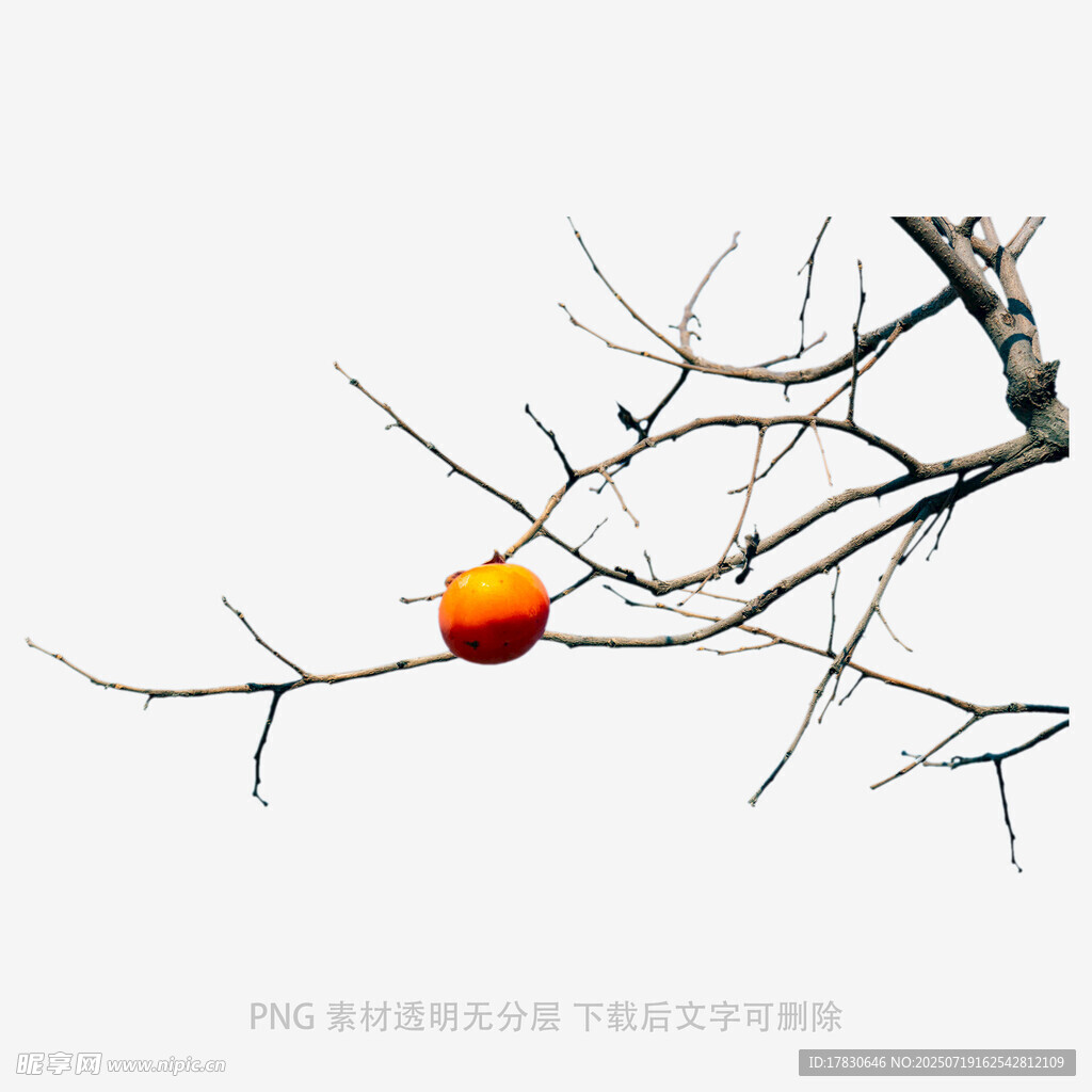 孤枝上的橙果