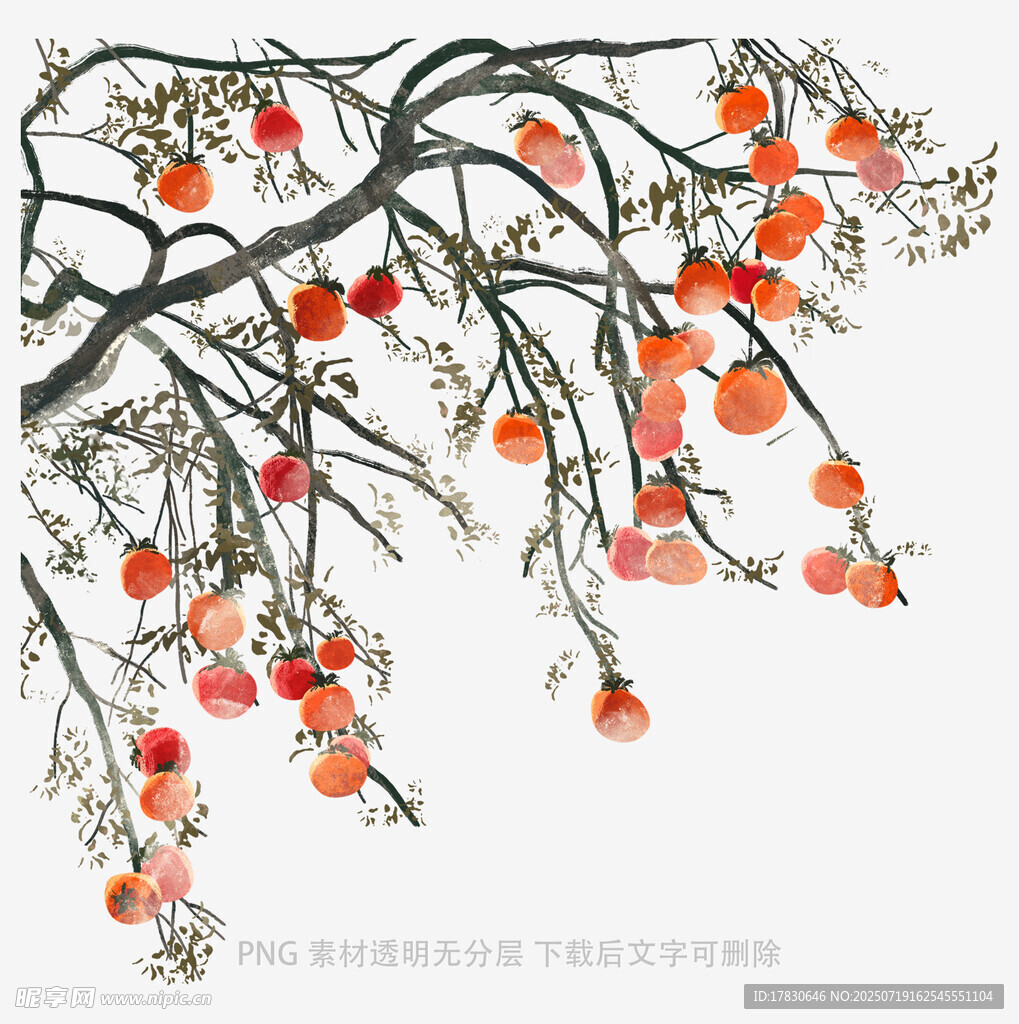 枝头红柿图
