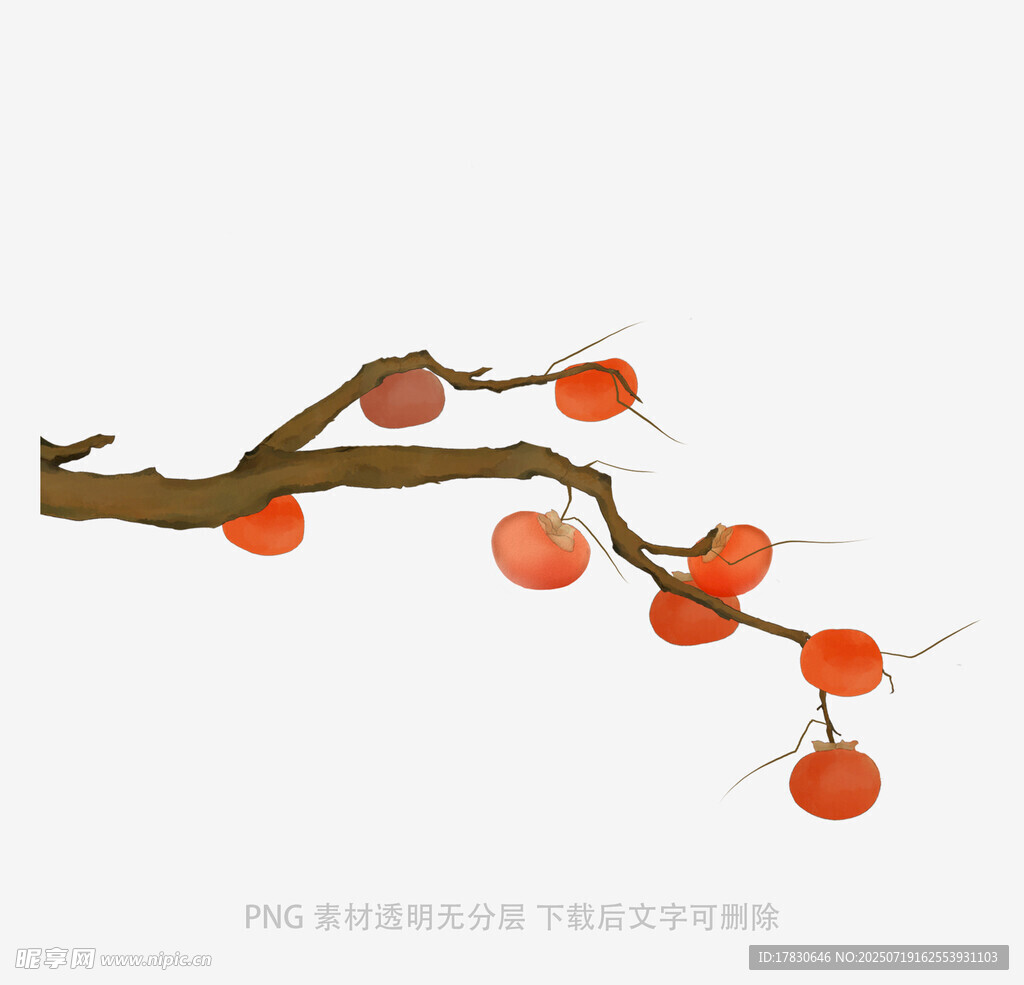 枝头红柿图