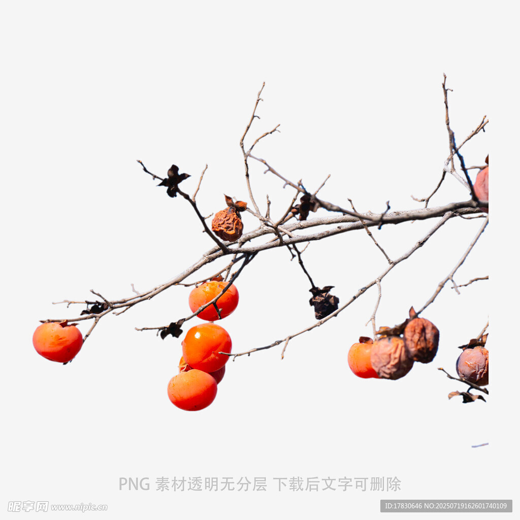 柿子