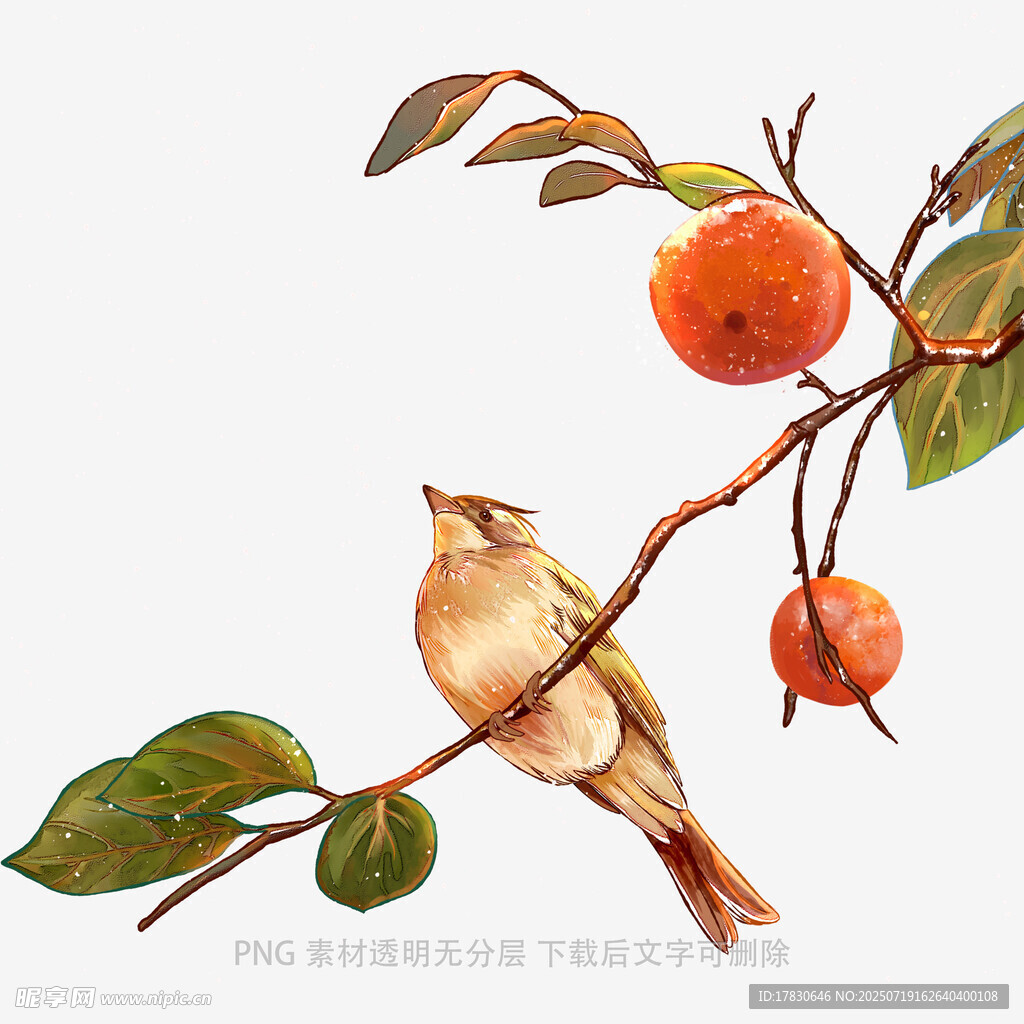 枝头小鸟伴红柿