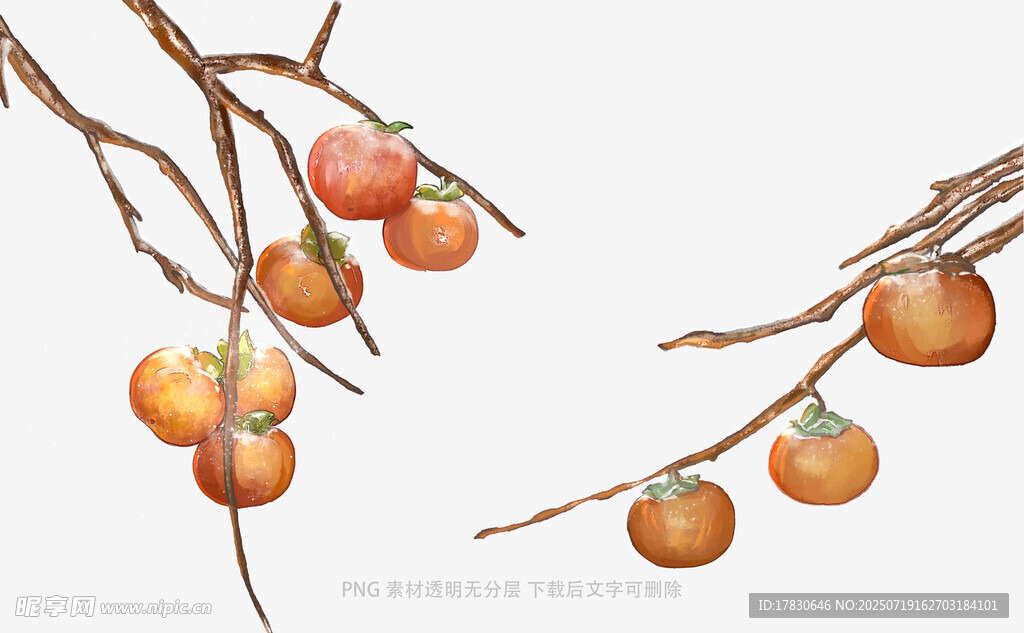 枝头柿子图