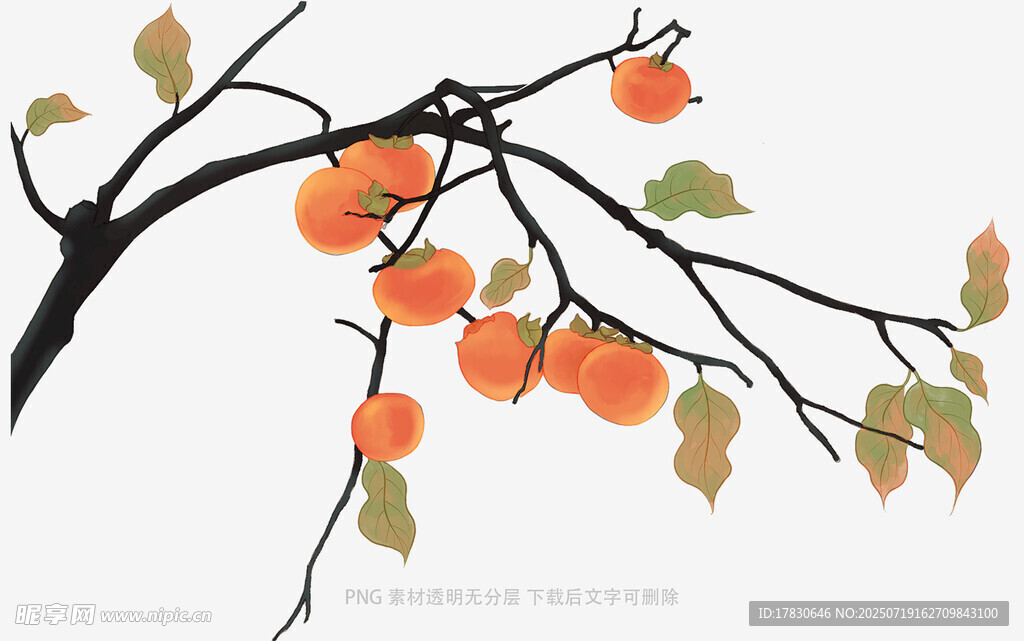 枝头挂柿图