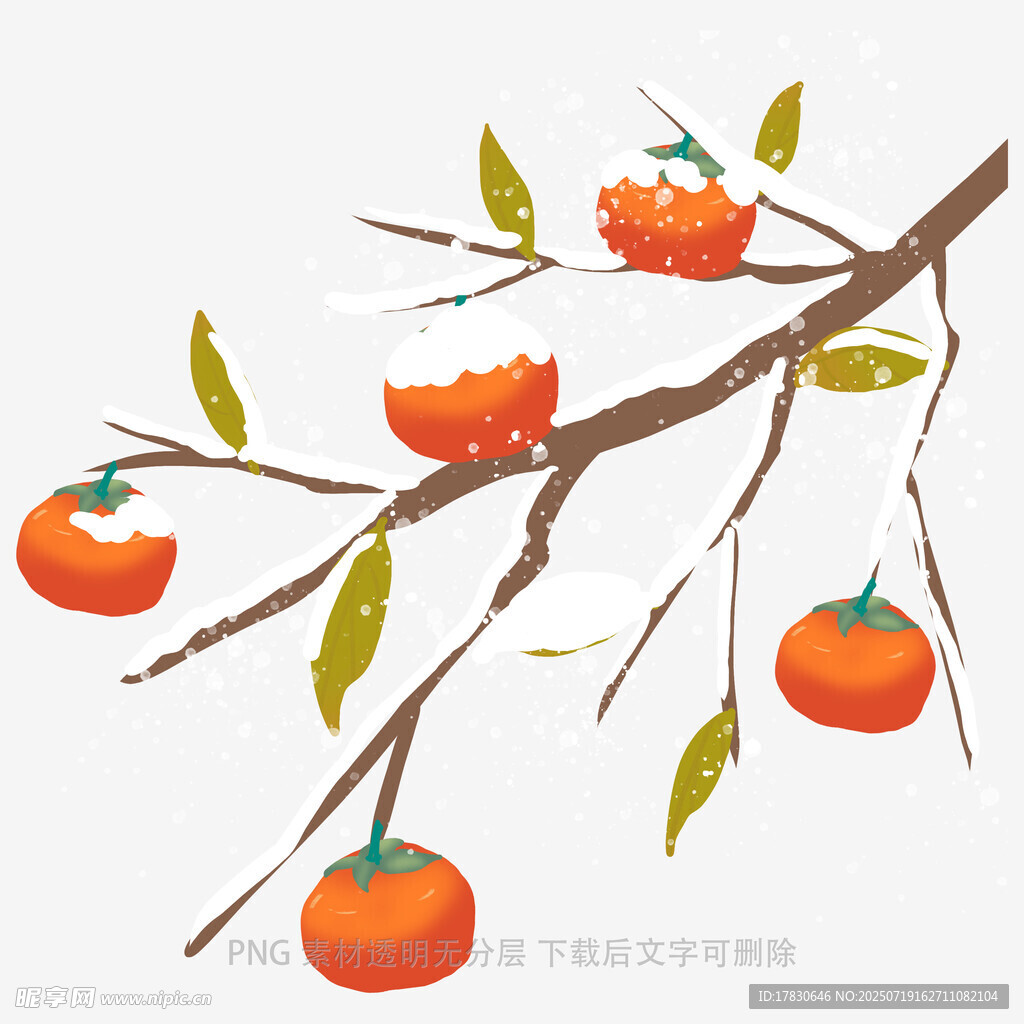 枝头柿子图