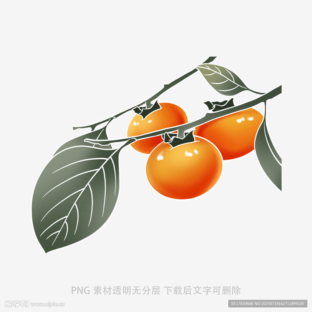 枝头柿子插画