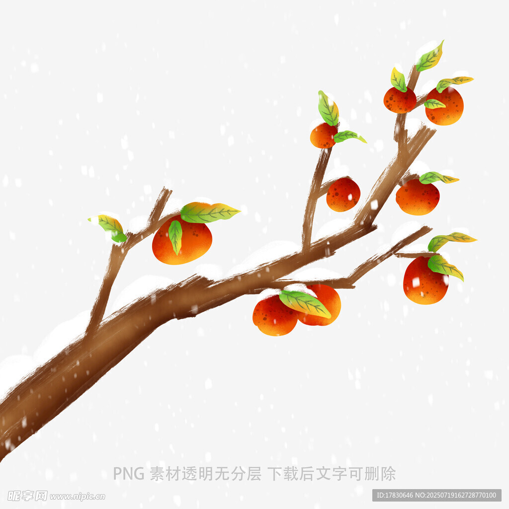 枝头柿子图
