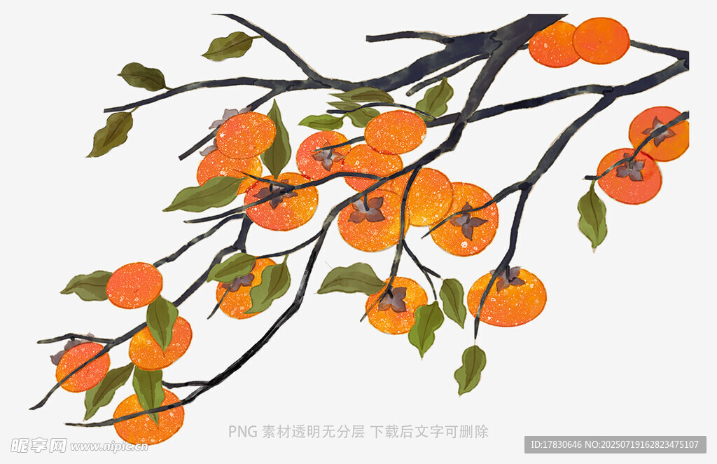 枝头硕果累累的橙色柿子