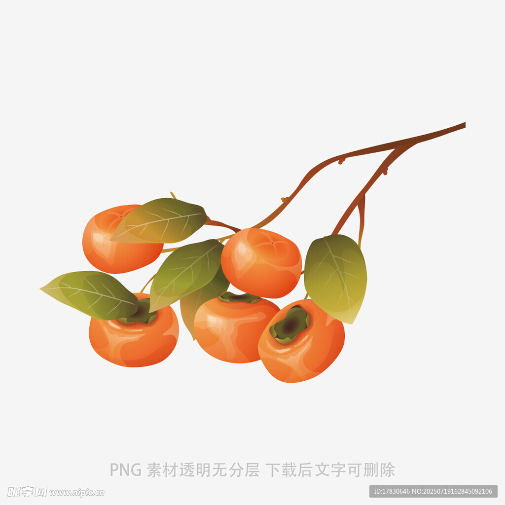枝头柿子与绿叶