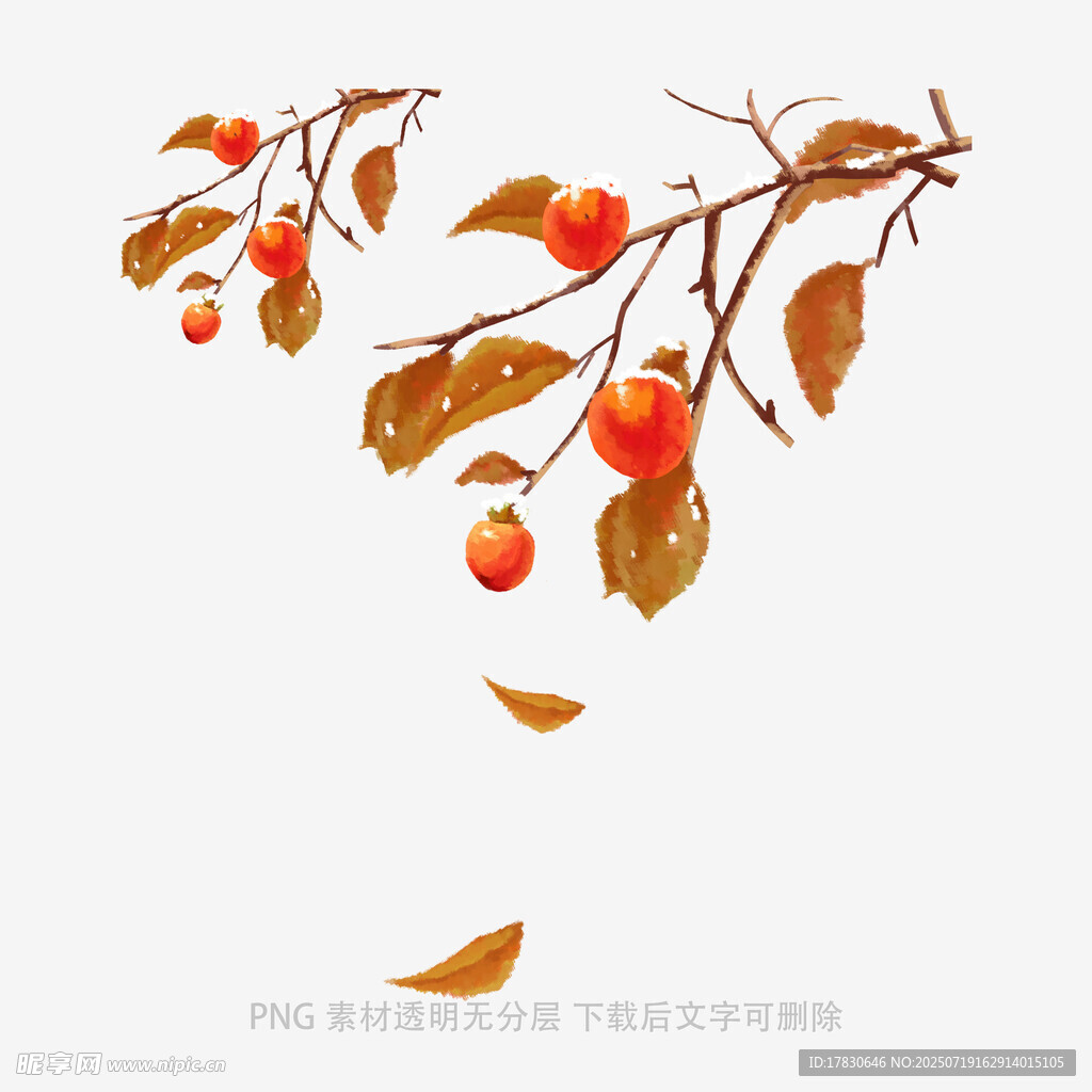枝头红柿伴秋叶