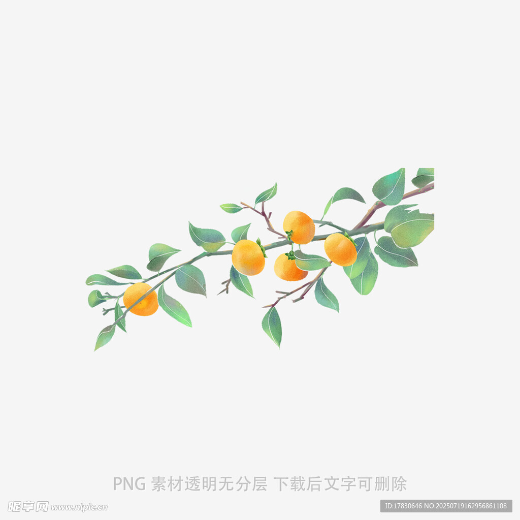 手绘清新橙枝插画图案