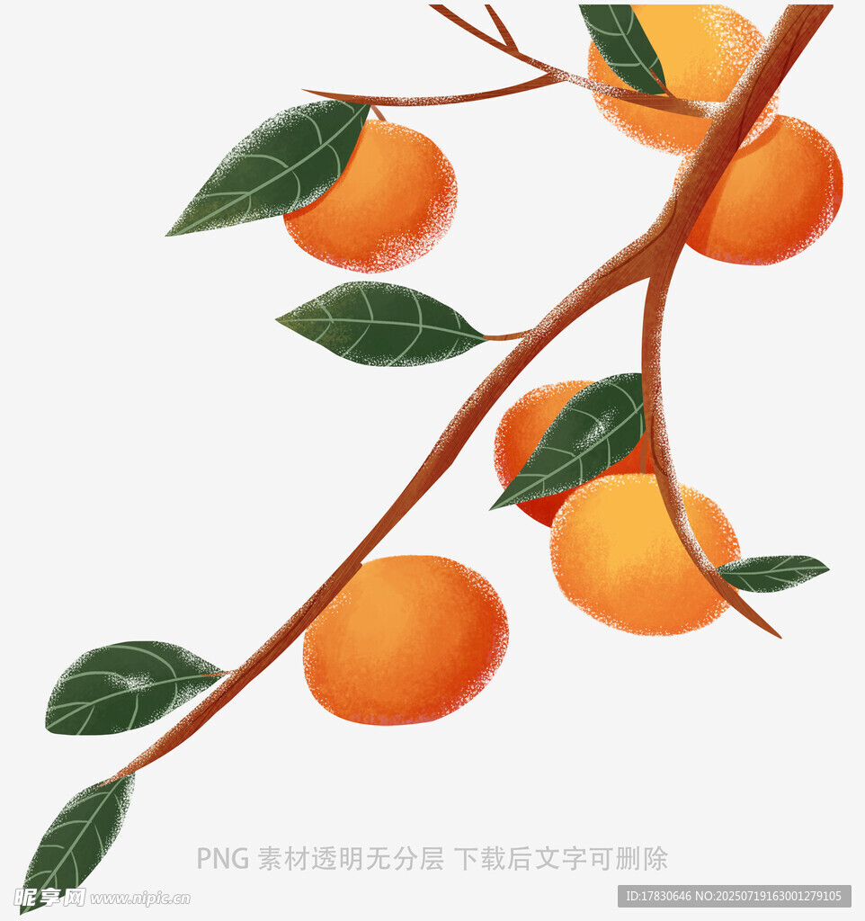 枝头橙黄柿子图
