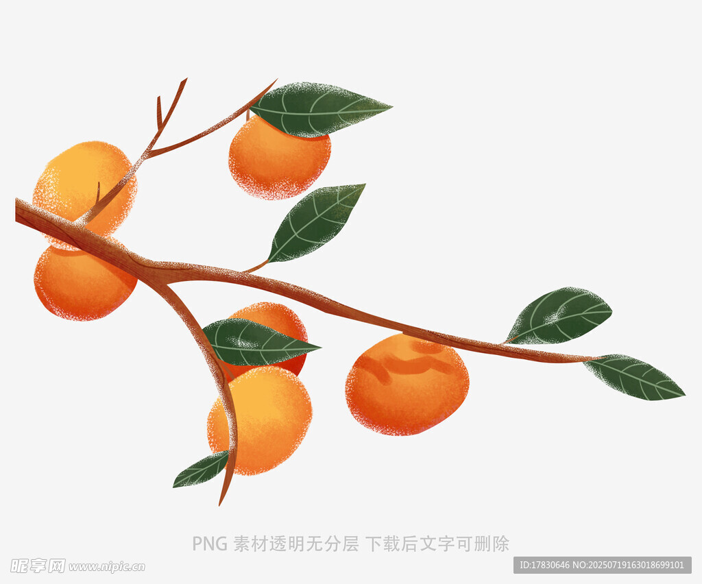 枝头硕果累累的橙色柿子
