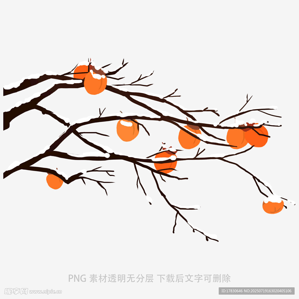 枝头柿子插画