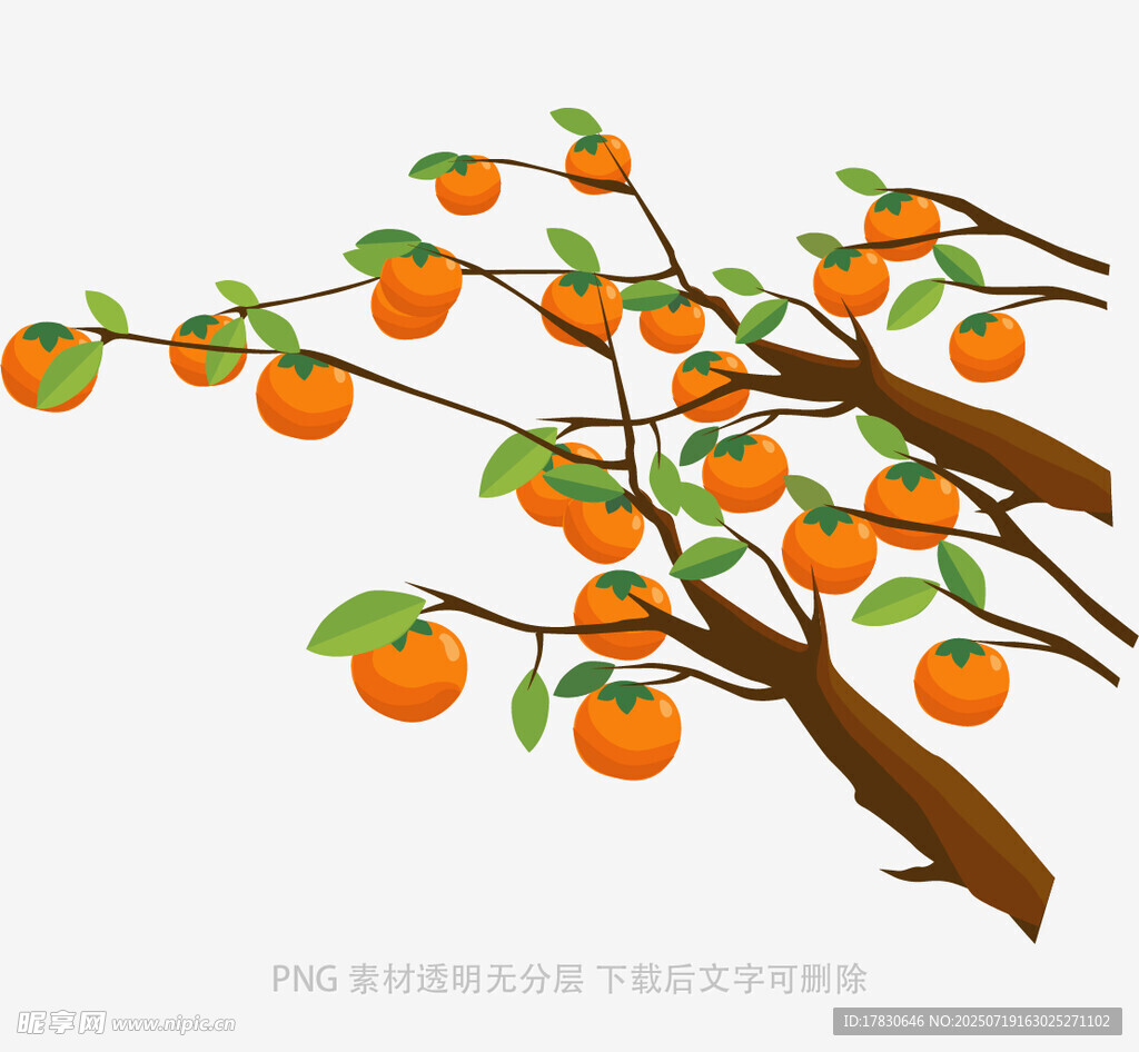 枝头硕果累累的柿子树