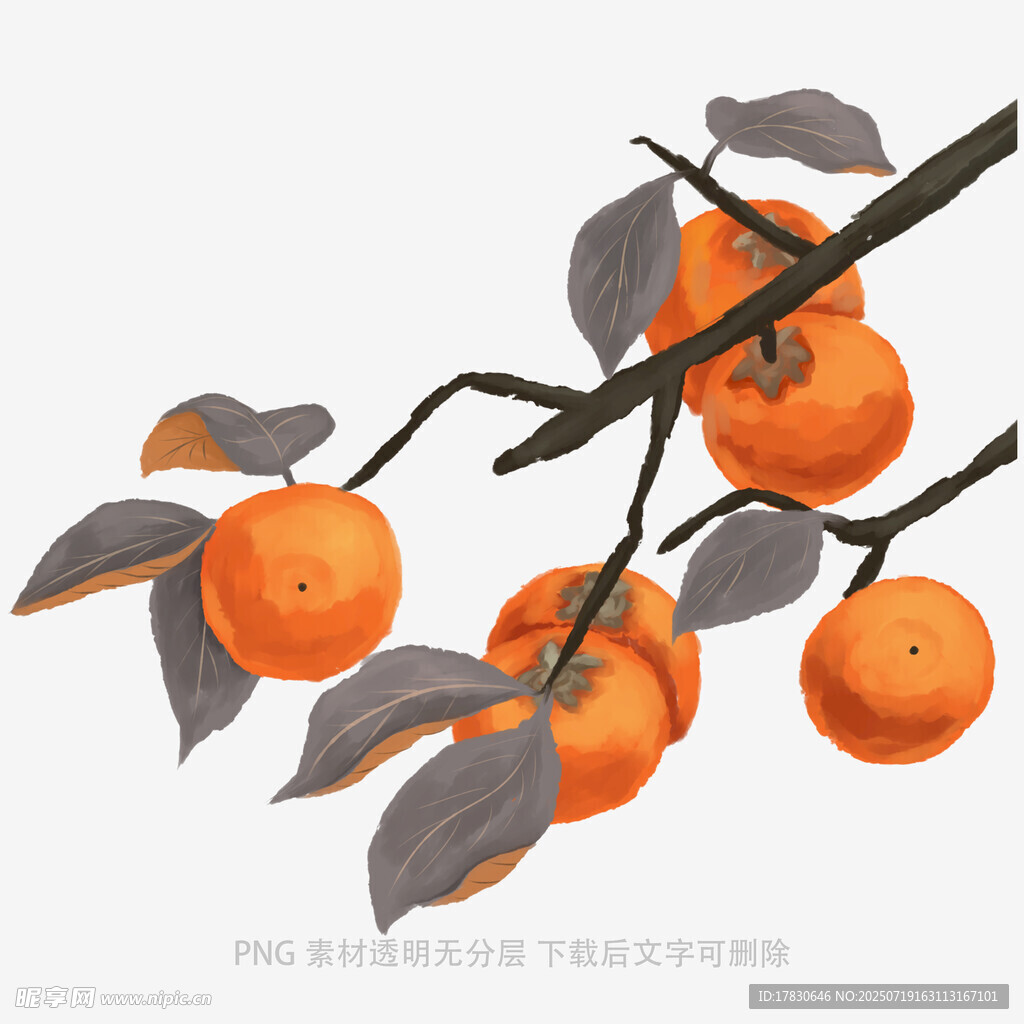 柿子