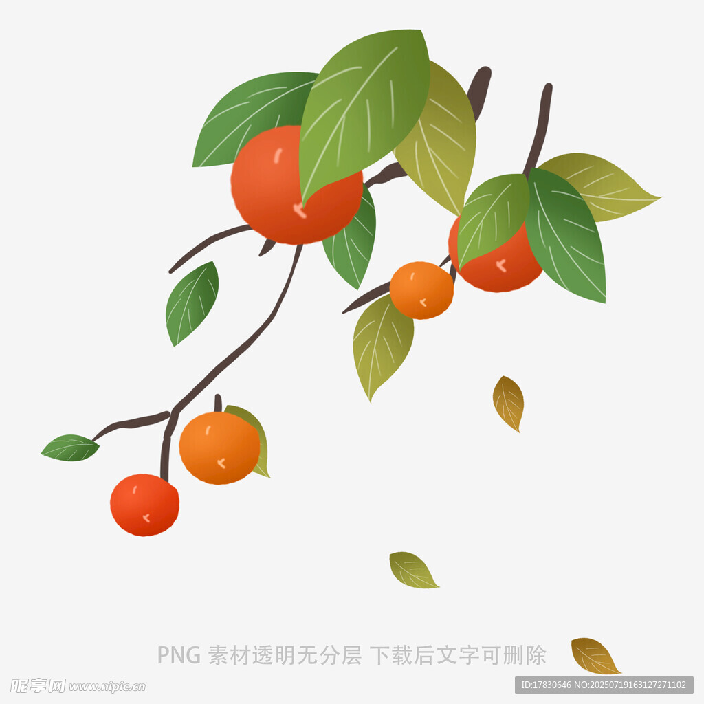 枝头红柿伴绿叶