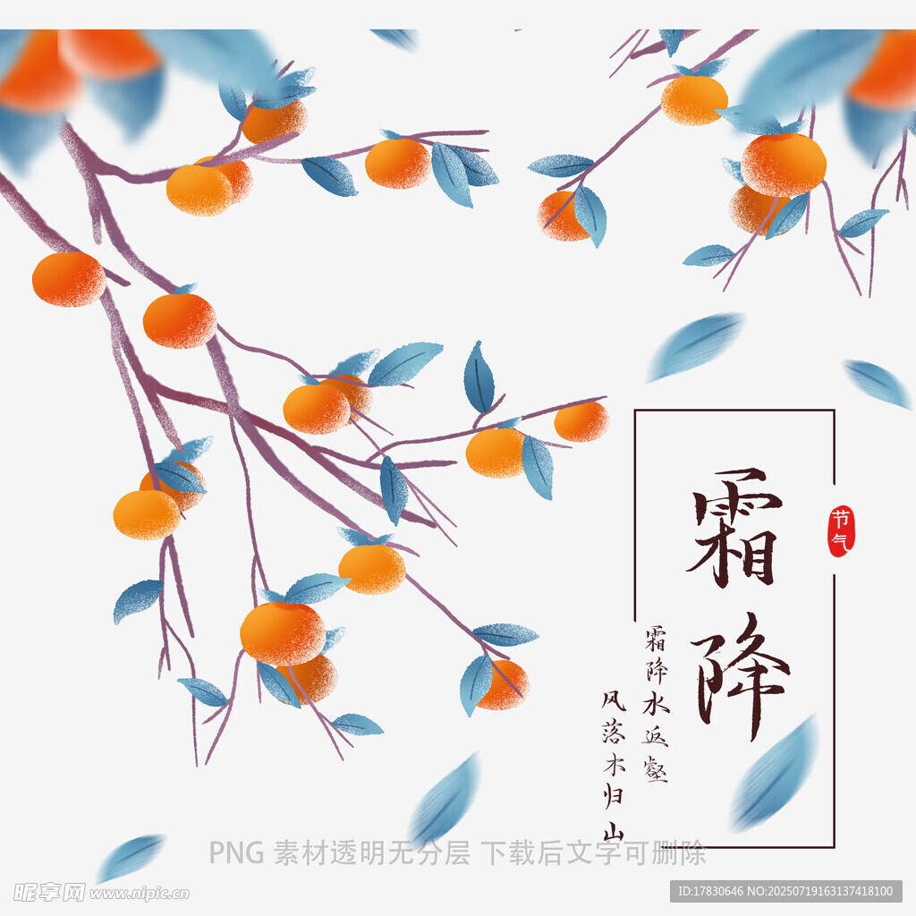 霜降柿子插画图