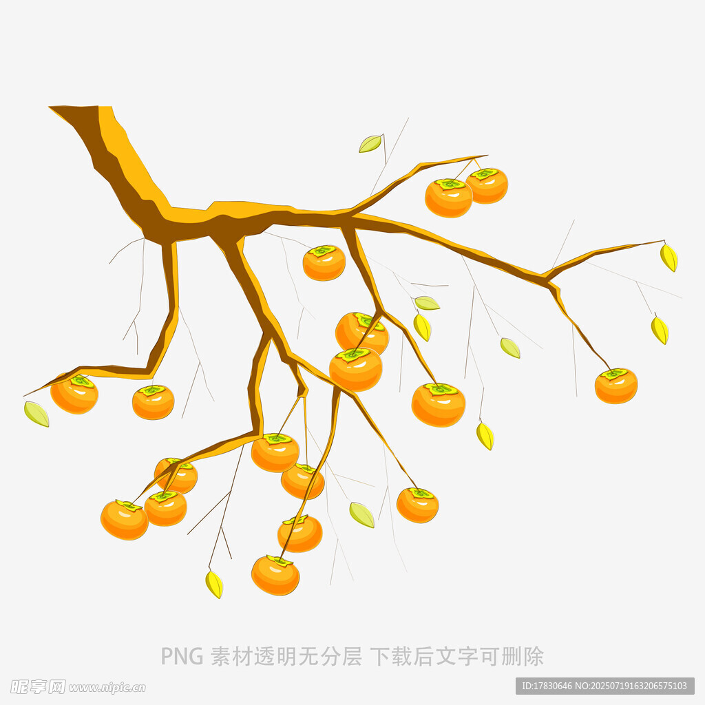 枝头硕果累累的柿子树