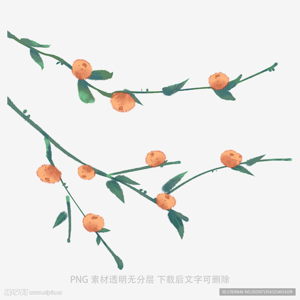 手绘橙色花枝插画