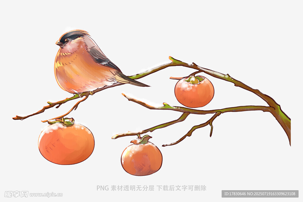 枝头鸟儿伴柿子