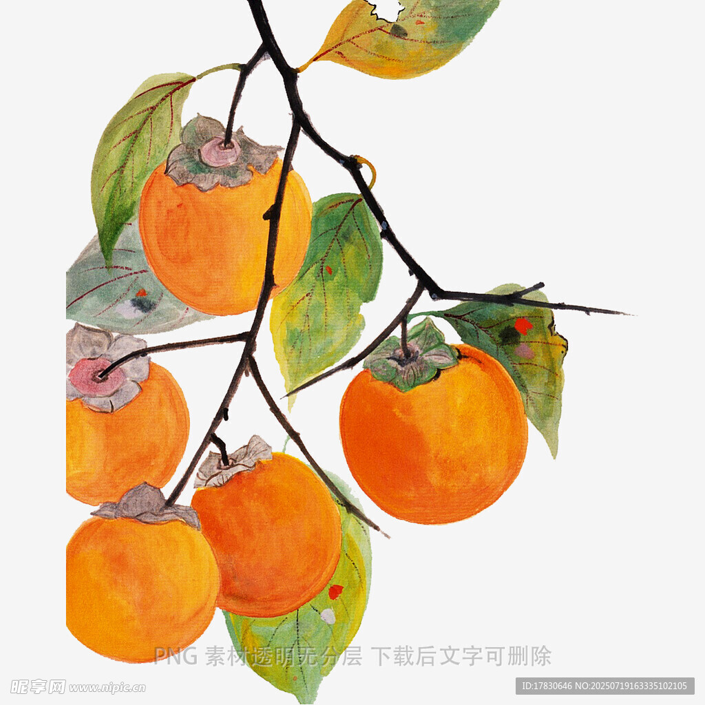 枝头挂柿图