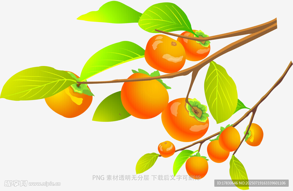 枝头柿子挂绿叶